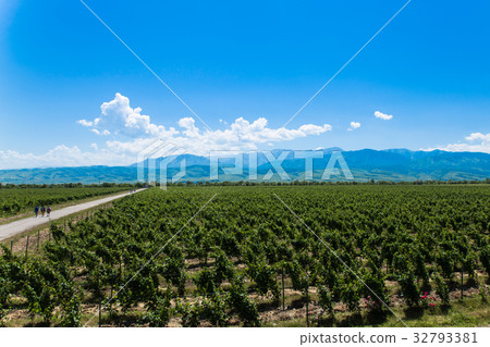 winery landscape with people and blue sky with on winery landscape with people and blue sky with on 32793381