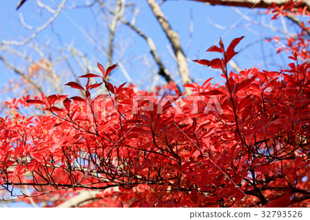 Autumn leaves 32793526