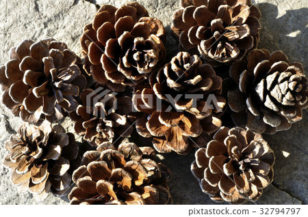 Pine conglomerate Pine conglomerate 32794797