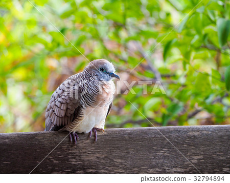 The zebra dove on a piece of wood in the garden. The zebra dove on a piece of wood in the garden. 32794894
