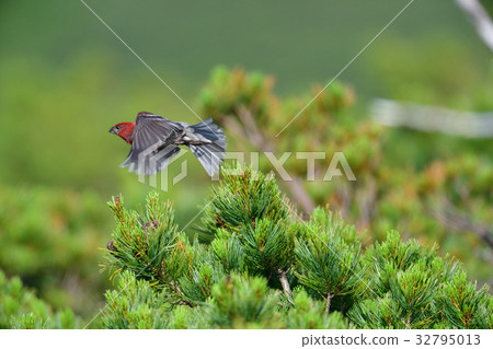 知床通行證的Ginzan Machico 32795013