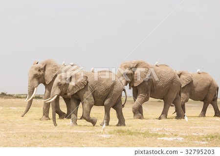 Herd of wild elephants in Amboseli National Park 32795203