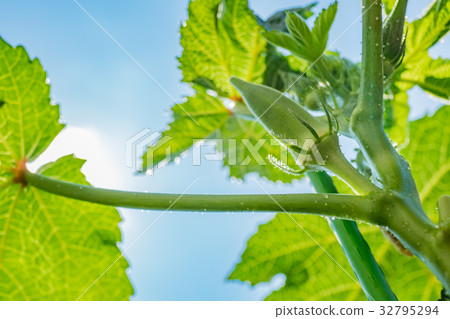 藍天和植物 藍天和植物 32795294