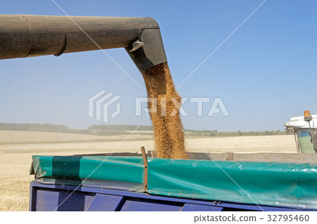Combine harvester load wheat in the truck 32795460