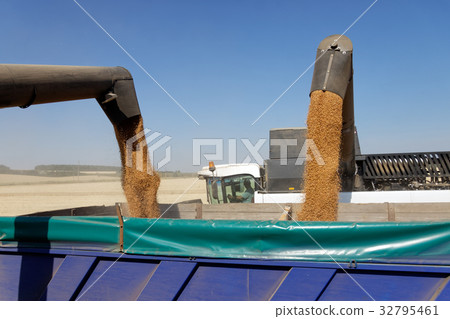 Combine harvester load wheat in the truck Combine harvester load wheat in the truck 32795461