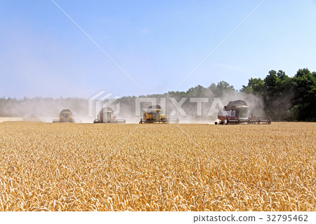 Combine harvesters working on a wheat field 32795462