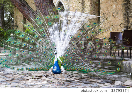 Peackock at Castelo de Sao Jorge (Portugal) Peackock at Castelo de Sao Jorge (Portugal) 32795574