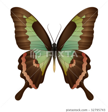 Beautiful butterfly isolated on a white background - Stock Illustration ...
