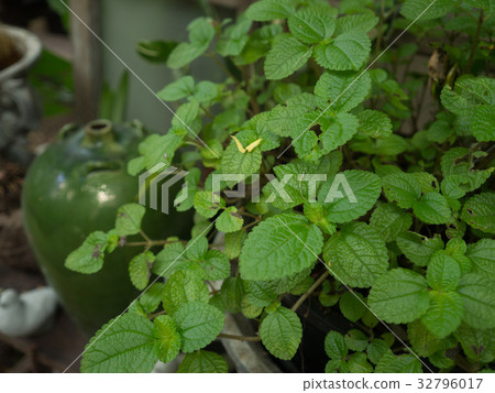 Peppermint - Mentha piperita in the garden Peppermint - Mentha piperita in the garden 32796017