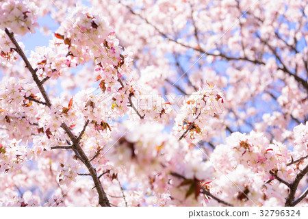 Sakura (high key) Sakura (high key) 32796324