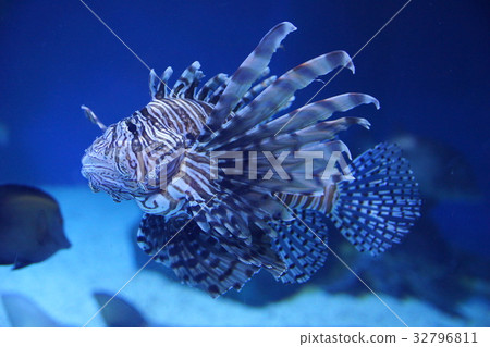 Hanamidokashigo Hanamidokashigo 32796811