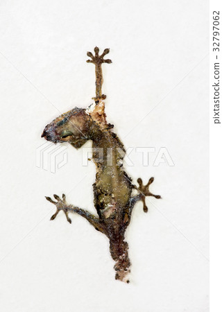 Dead lizard, (Hemidactylus) hanging on a wall 32797062