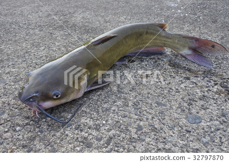 海峽鯰魚美國鯰魚 32797870