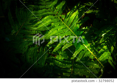 Ferns in the warm sunlight Ferns in the warm sunlight 32798052