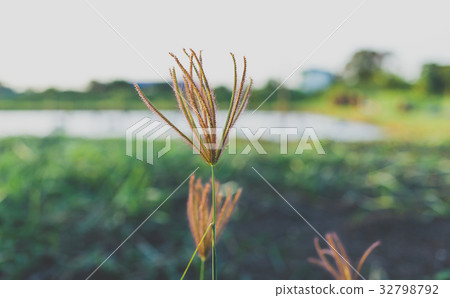 Grass flower 32798792