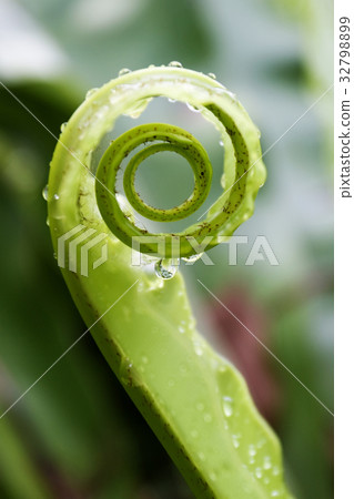 Unfurling Fern Tip Unfurling Fern Tip 32798899
