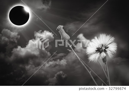 Scientific natural phenomenon. Total solar eclipse Scientific natural phenomenon. Total solar eclipse 32799874