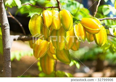 Star fruit 32799906