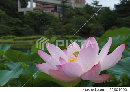 在千葉公園的oga蓮花和單軌鐵路車 照片素材 圖片 圖庫