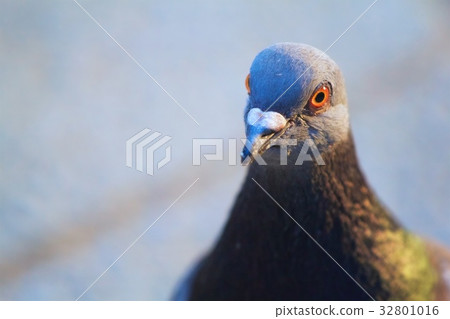 Pigeons staring Pigeons staring 32801016