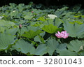 蓮花和芽 32801043