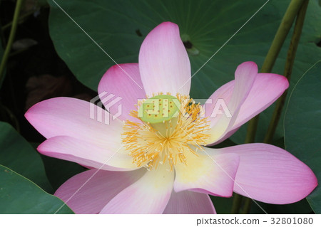 Oga Lotus Chiba Park Oga Lotus Chiba Park 32801080
