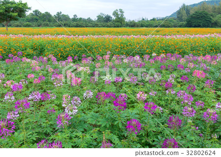 Cleome flower(Cleome hassleriana) or spider flower Cleome flower(Cleome hassleriana) or spider flower 32802624