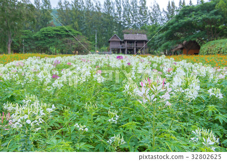 Cleome flower(Cleome hassleriana) or spider flower Cleome flower(Cleome hassleriana) or spider flower 32802625