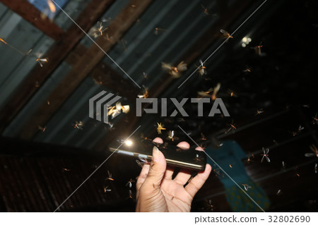 Moths fly around the light from a mobile phone 32802690
