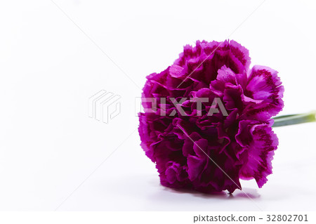Carnation Carnation 32802701