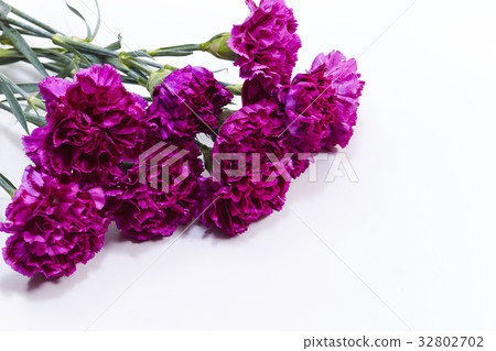 Carnation Carnation 32802702