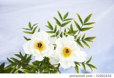 Kim Young-ran的胎記牡丹 Kim Young-ran的胎記牡丹 32802838