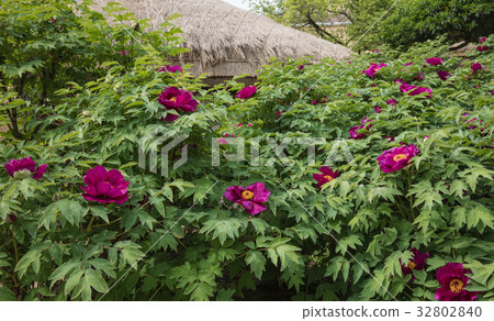Kim Young-ran's birthmark peony Kim Young-ran's birthmark peony 32802840