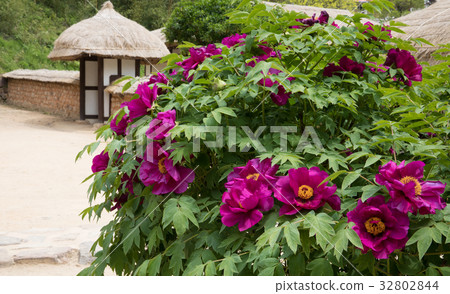 Kim Young-ran's birthmark peony Kim Young-ran's birthmark peony 32802844