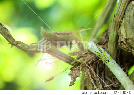 Green wasps in the garden with nature background Green wasps in the garden with nature background 32803088