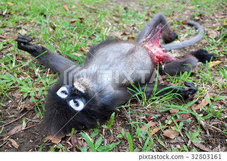 Monkey fight and death in the garden. 32803161