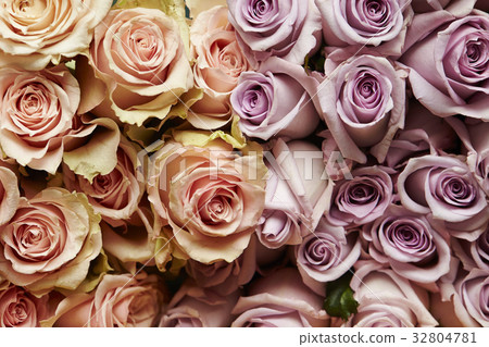 Rose background 32804781