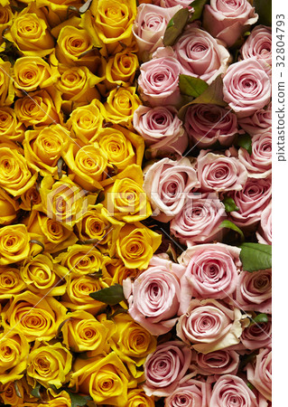 玫瑰背景 32804793