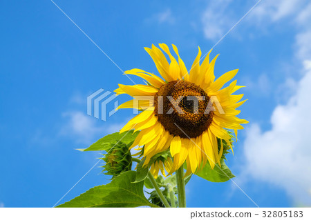 Sunflower sunflower sunflower 32805183