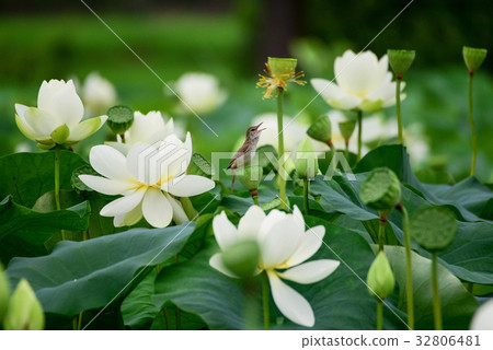 個別蓮花，蓮花，Seongho湖蓮花複合體，仁川市，京畿道，韓國 32806481