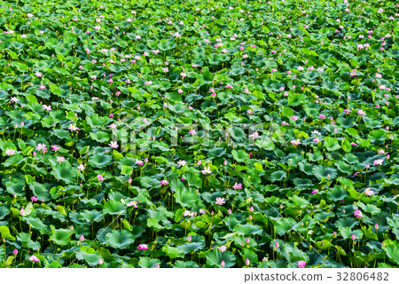 Lotus, Deokjin Park, Jeonju, Jeonbuk, Korea 32806482