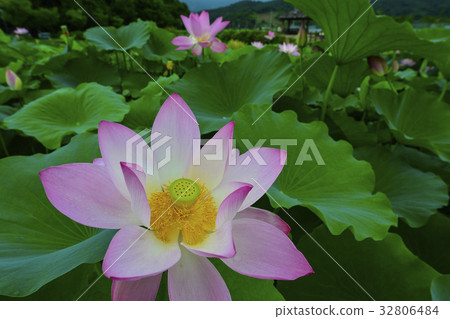 Lotus Flower, Sanglim Park, Hamyang-gun, Gyeongnam, Korea Lotus Flower, Sanglim Park, Hamyang-gun, Gyeongnam, Korea 32806484