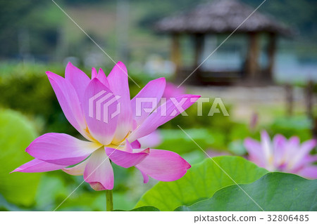 Lotus Flower, Sanglim Park, Hamyang-gun, Gyeongnam, Korea Lotus Flower, Sanglim Park, Hamyang-gun, Gyeongnam, Korea 32806485