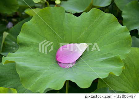 Lotus Flower, Sanglim Park, Hamyang-gun, Gyeongnam, Korea 32806487