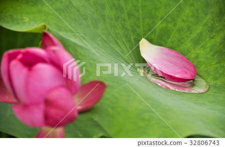 Lotus Flower, Sanglim Park, Jeonbuk, 32806743