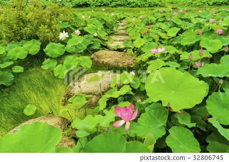 踏步橋，蓮花，Sanglim公園，Hamyang-gun，Gyeongnam 32806745