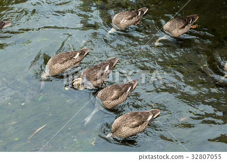鴨 32807055