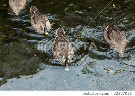 鴨 32807056