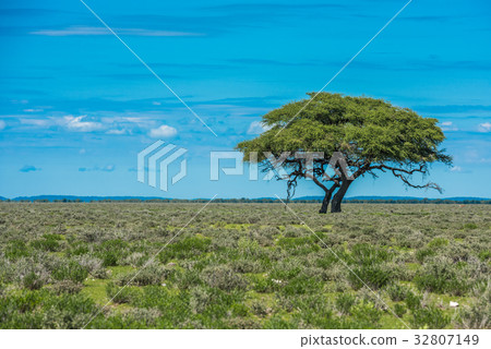 Tree in savannah, classic african landscape Tree in savannah, classic african landscape 32807149