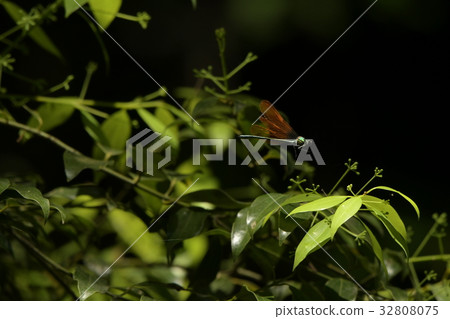 Kawata蜻蜓黑色背景a1 32808075